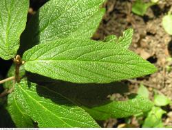 Photo Textures of Plants