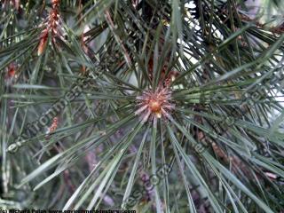 needles tree