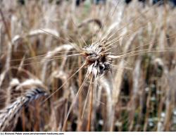 Photo Textures of Plants Fields