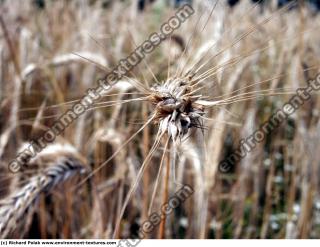 plant fields 