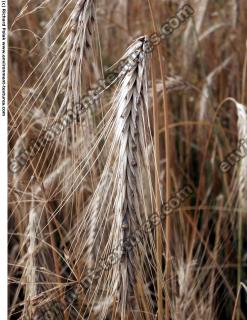 plant fields 