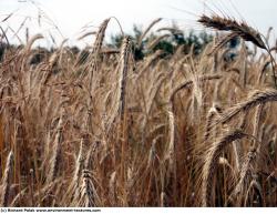 Photo Textures of Plants Fields