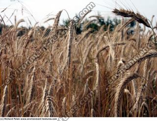 plant fields 