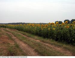 Plant Fields