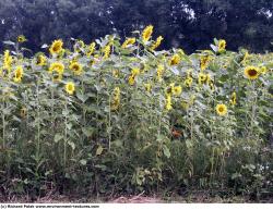 Plant Fields