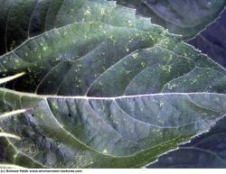 Photo Textures of Plants Fields