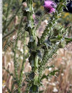 Photo Textures of Thistle