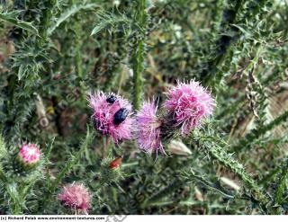 thistle