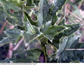 Photo Textures of Thistle