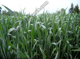 Photo Textures of Plants Fields