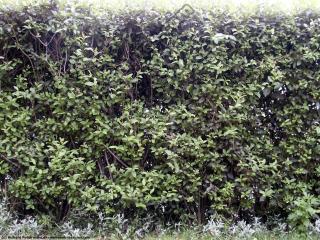 hedge