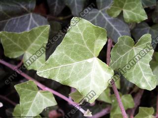 Photo Textures of Ivy