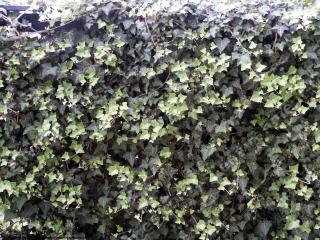 Photo Textures of Ivy