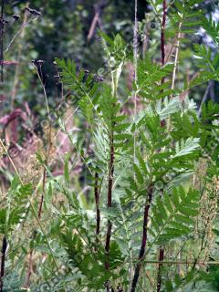 Photo Textures of Plants