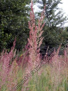 Photo Textures of Plants