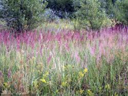 Photo Textures of Plants