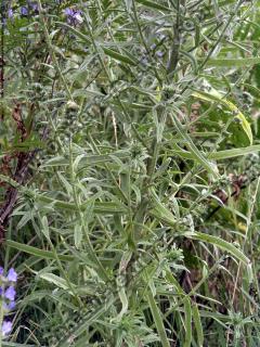 Photo Textures of Plants