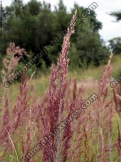 Photo Textures of Plants