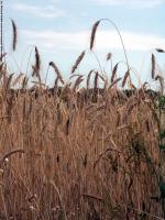 plant field