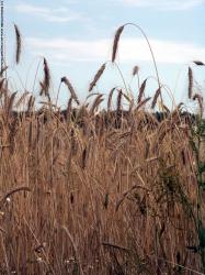 Photo Textures of Plants Fields