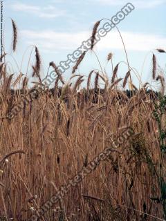 plant field