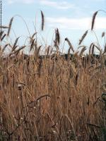 plant field