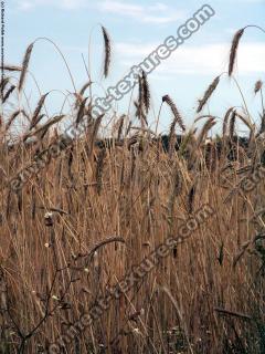 plant field