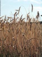 plant field