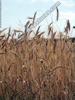 plant field