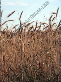 plant field