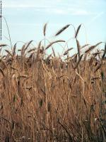 plant field