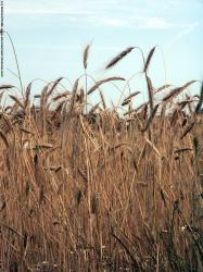 Photo Textures of Plants Fields