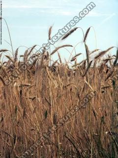 plant field