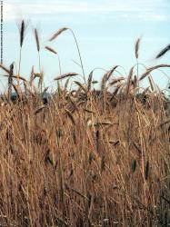 Photo Textures of Plants Fields