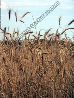 plant field