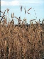 plant field