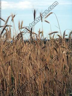 plant field