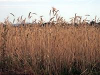 plant field