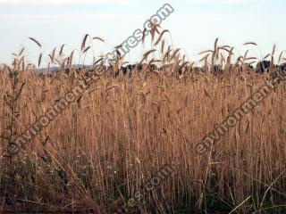 plant field