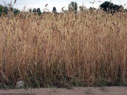 Photo Textures of Plants Fields