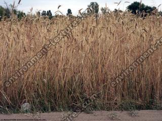 plant field