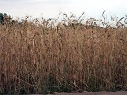 Photo Textures of Plants Fields