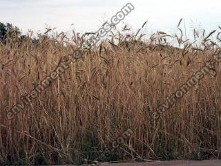 plant field