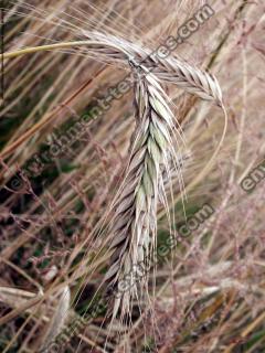 plant field