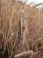 plant field