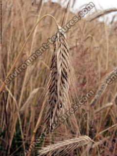 plant field