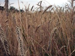 Photo Textures of Plants Fields