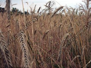 plant field