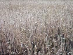 Photo Textures of Plants Fields