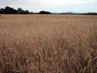 background summer field